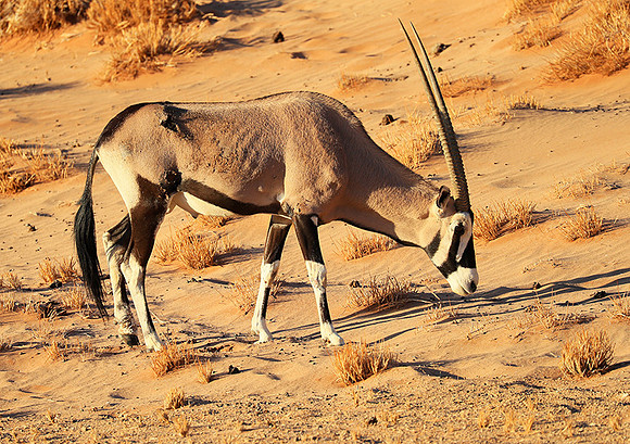 In the desert of Sussusvlei