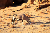 In the desert of Sussusvlei
