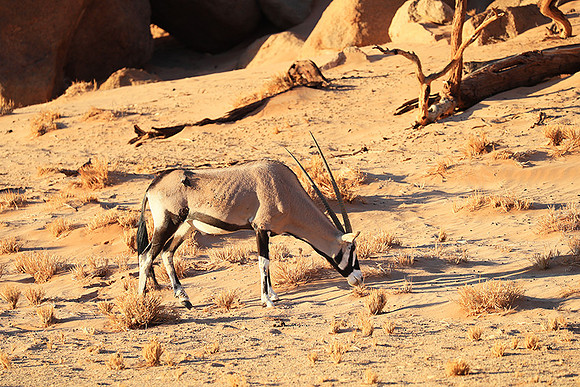In the desert of Sussusvlei