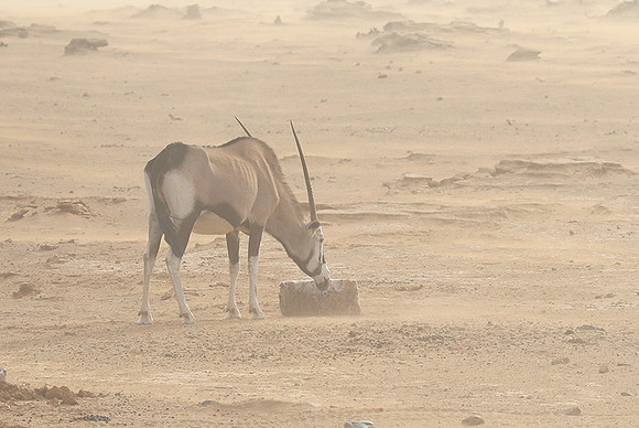 In the desert of Sussusvlei