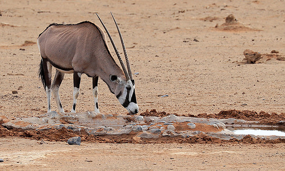 In the desert of Sussusvlei