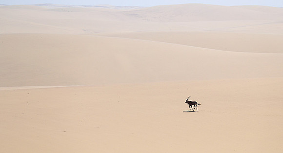 In the desert of Skeleton coast