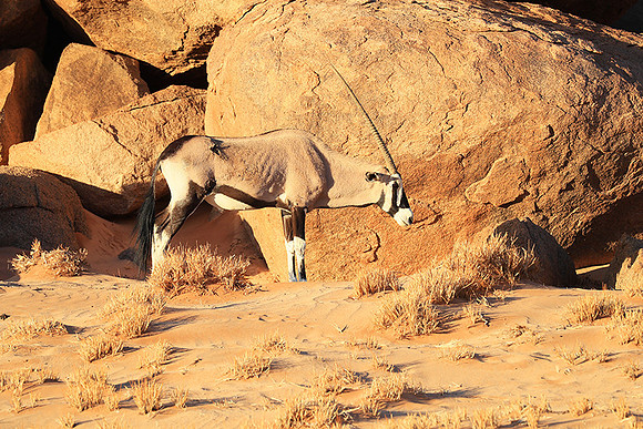 In the desert of Sussusvlei
