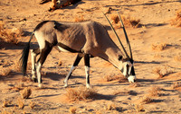 In the desert of Sussusvlei