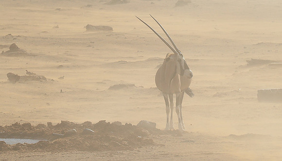 In the desert of Sussusvlei