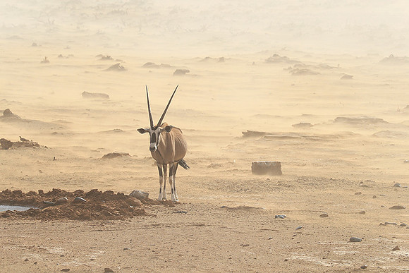 In the desert of Sussusvlei