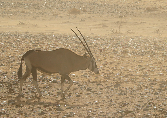 In the desert of Sussusvlei