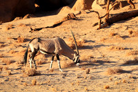 In the desert of Sussusvlei