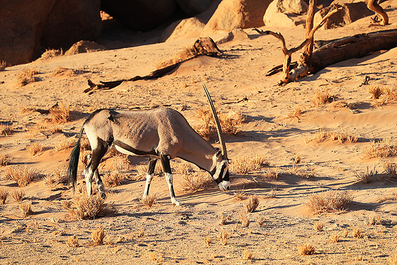 In the desert of Sussusvlei
