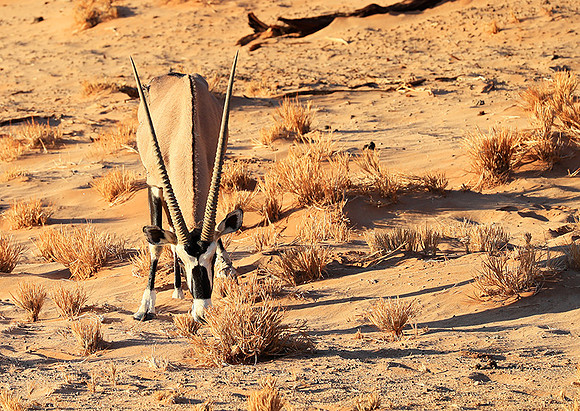 In the desert of Sussusvlei