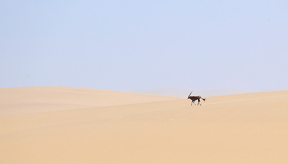 In the desert of Skeleton coast