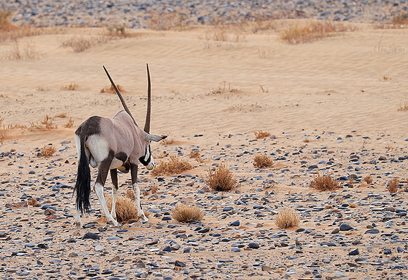 In the desert of Sussusvlei