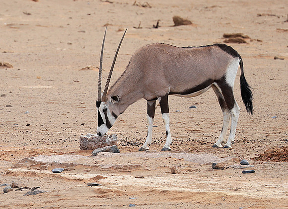 In the desert of Sussusvlei