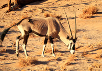 In the desert of Sussusvlei
