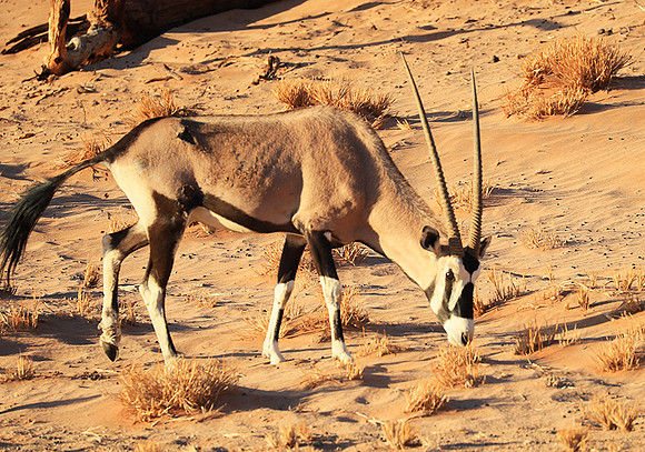 In the desert of Sussusvlei