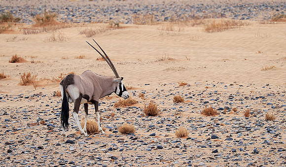 In the desert of Sussusvlei