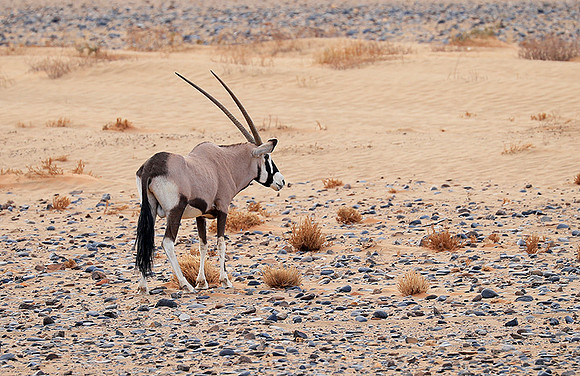 In the desert of Sussusvlei