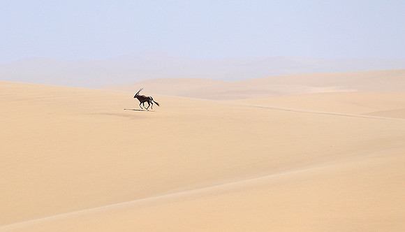 In the desert of Skeleton coast