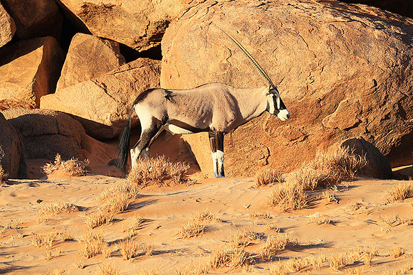 In the desert of Sussusvlei