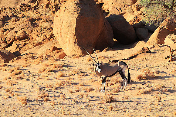 In the desert of Sussusvlei