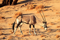 In the desert of Sussusvlei