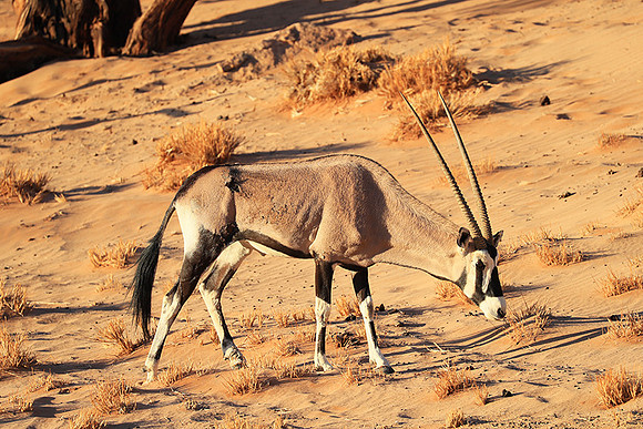 In the desert of Sussusvlei