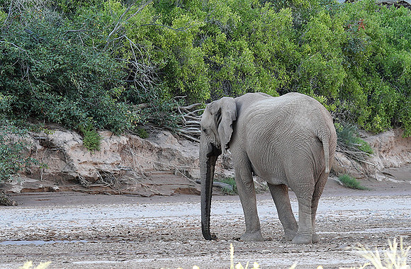 Skeleton coast