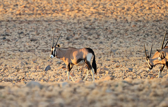 In the desert of Sussusvlei