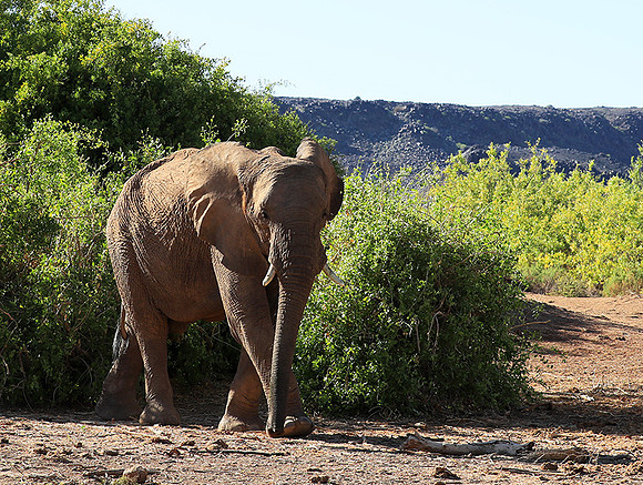 Damaraland