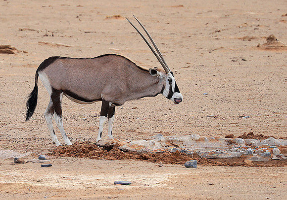 In the desert of Sussusvlei