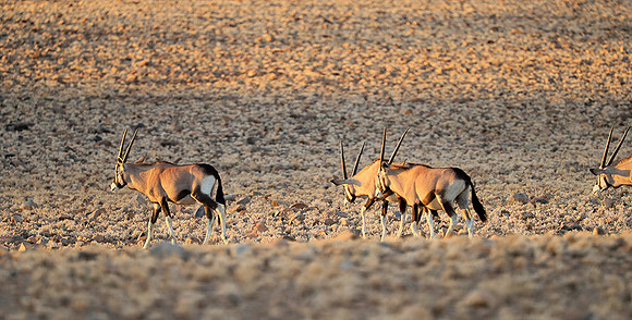 In the desert of Sussusvlei