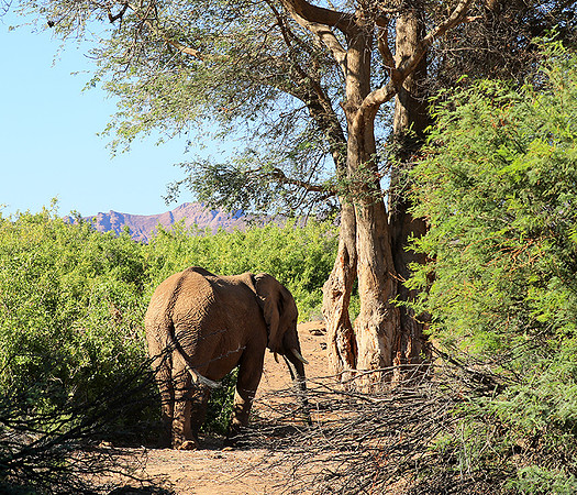 Damaraland