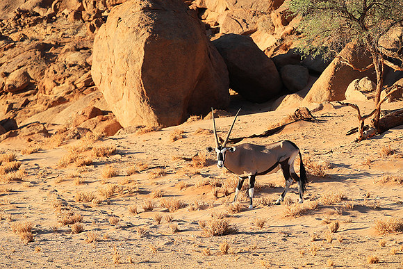 In the desert of Sussusvlei