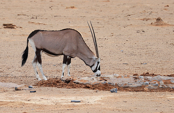 In the desert of Sussusvlei
