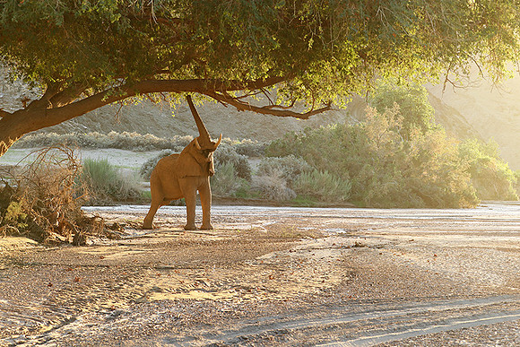 Skeleton coast