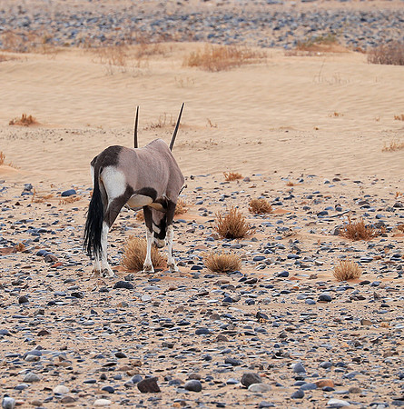 In the desert of Sussusvlei