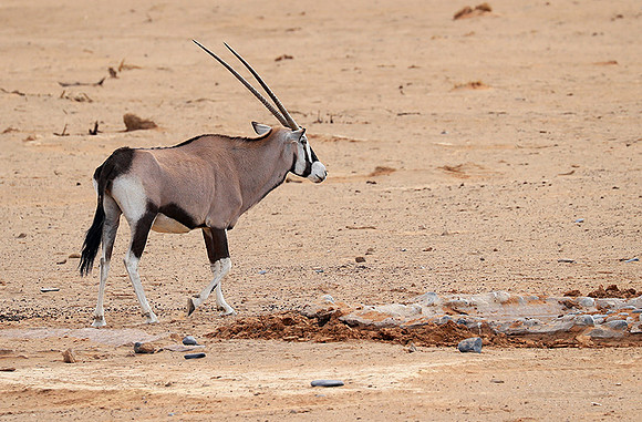 In the desert of Sussusvlei