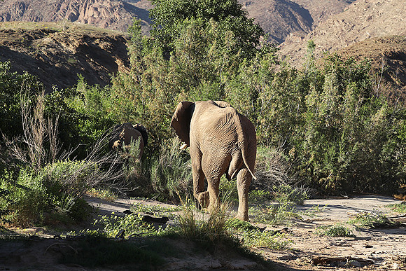 Skeleton coast