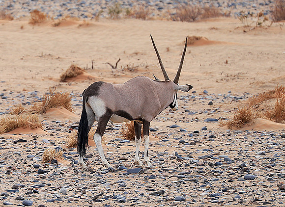 In the desert of Sussusvlei