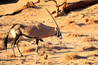 In the desert of Sussusvlei