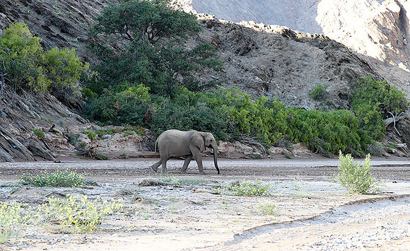 Skeleton coast