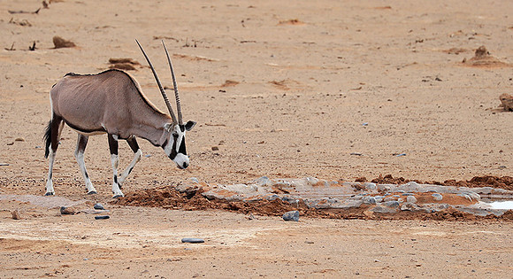 In the desert of Sussusvlei