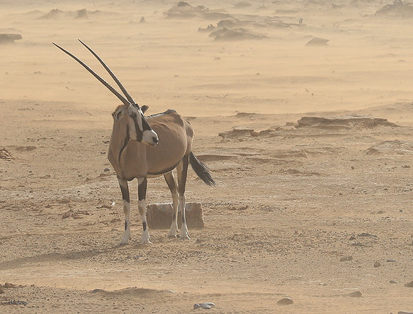 In the desert of Sussusvlei
