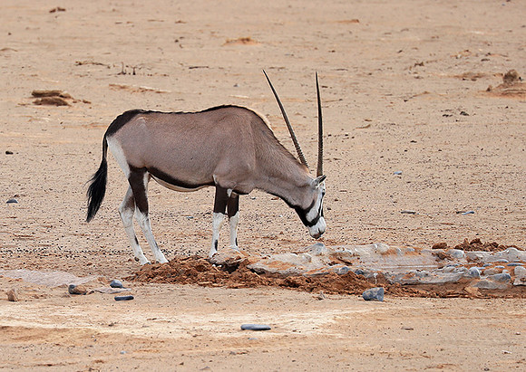 In the desert of Sussusvlei