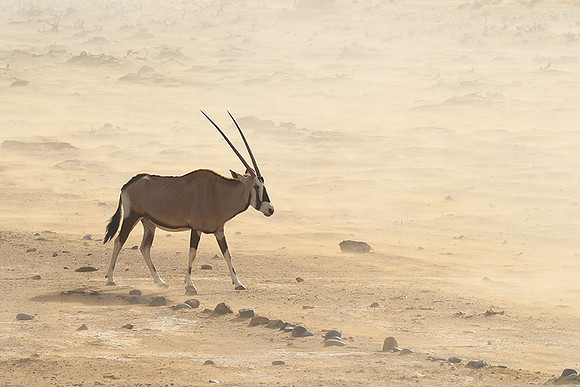 In the desert of Sussusvlei