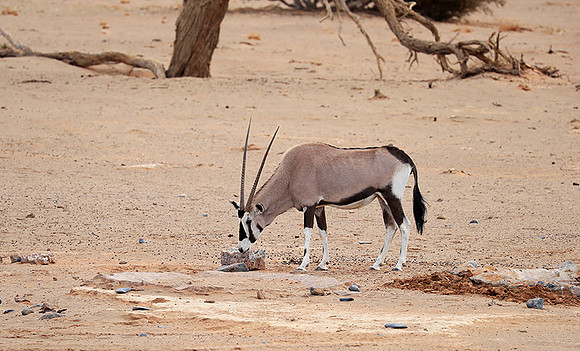 In the desert of Sussusvlei