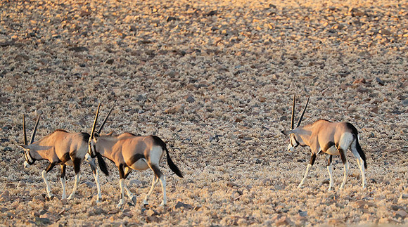 In the desert of Sussusvlei