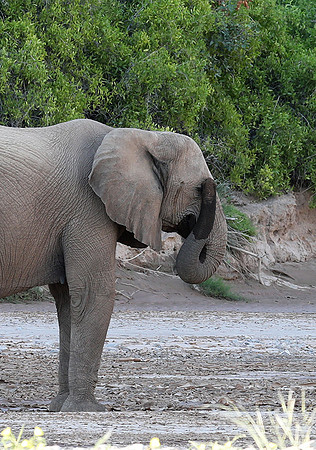 Skeleton coast