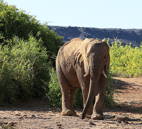 Damaraland