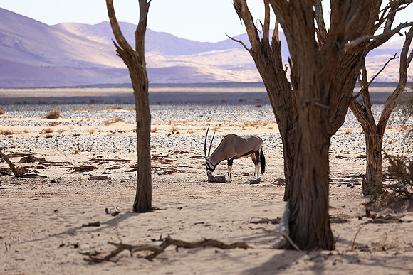 In the desert of Sussusvlei